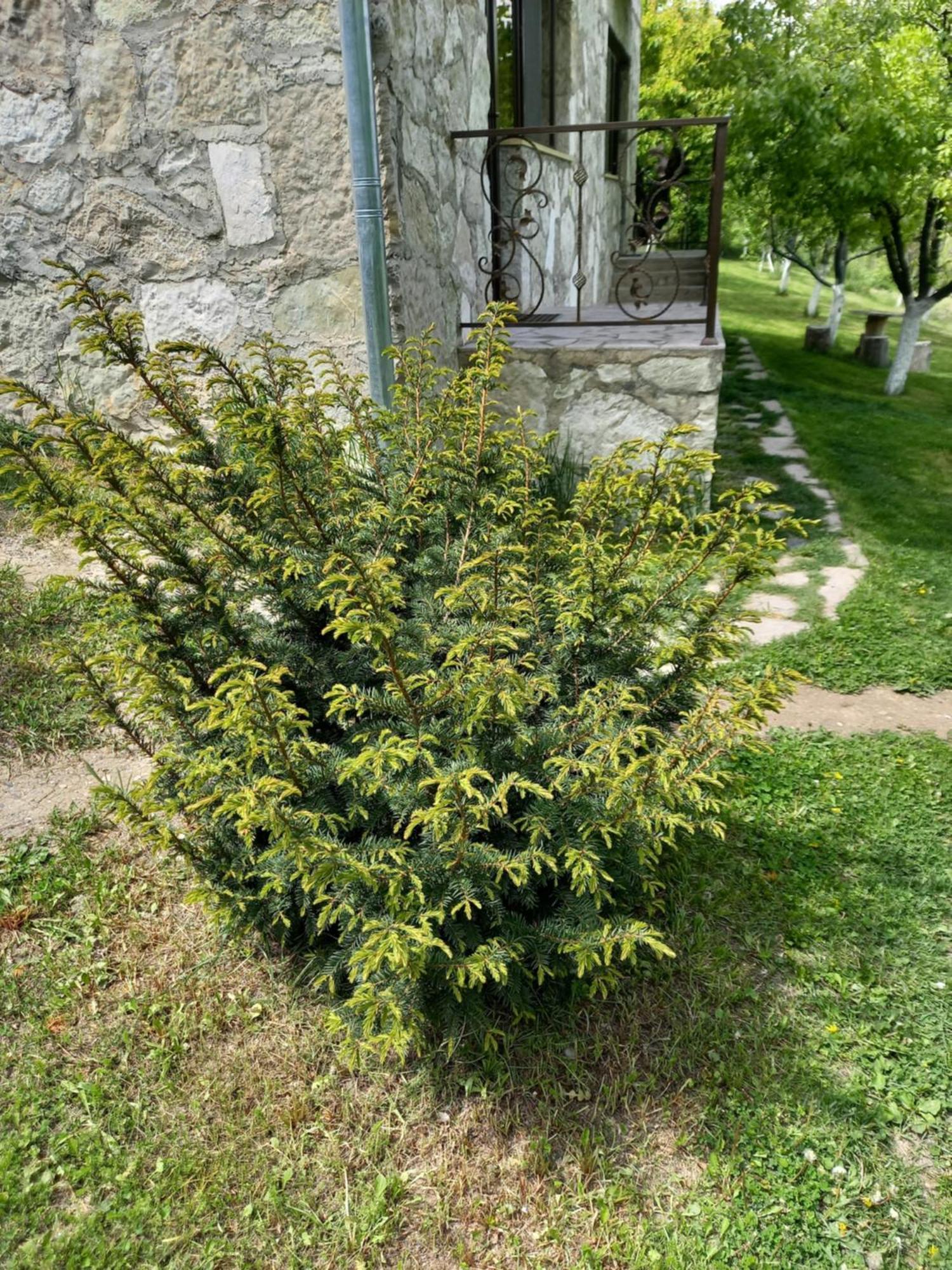 Guest House Ijevan'S Garden Exteriör bild