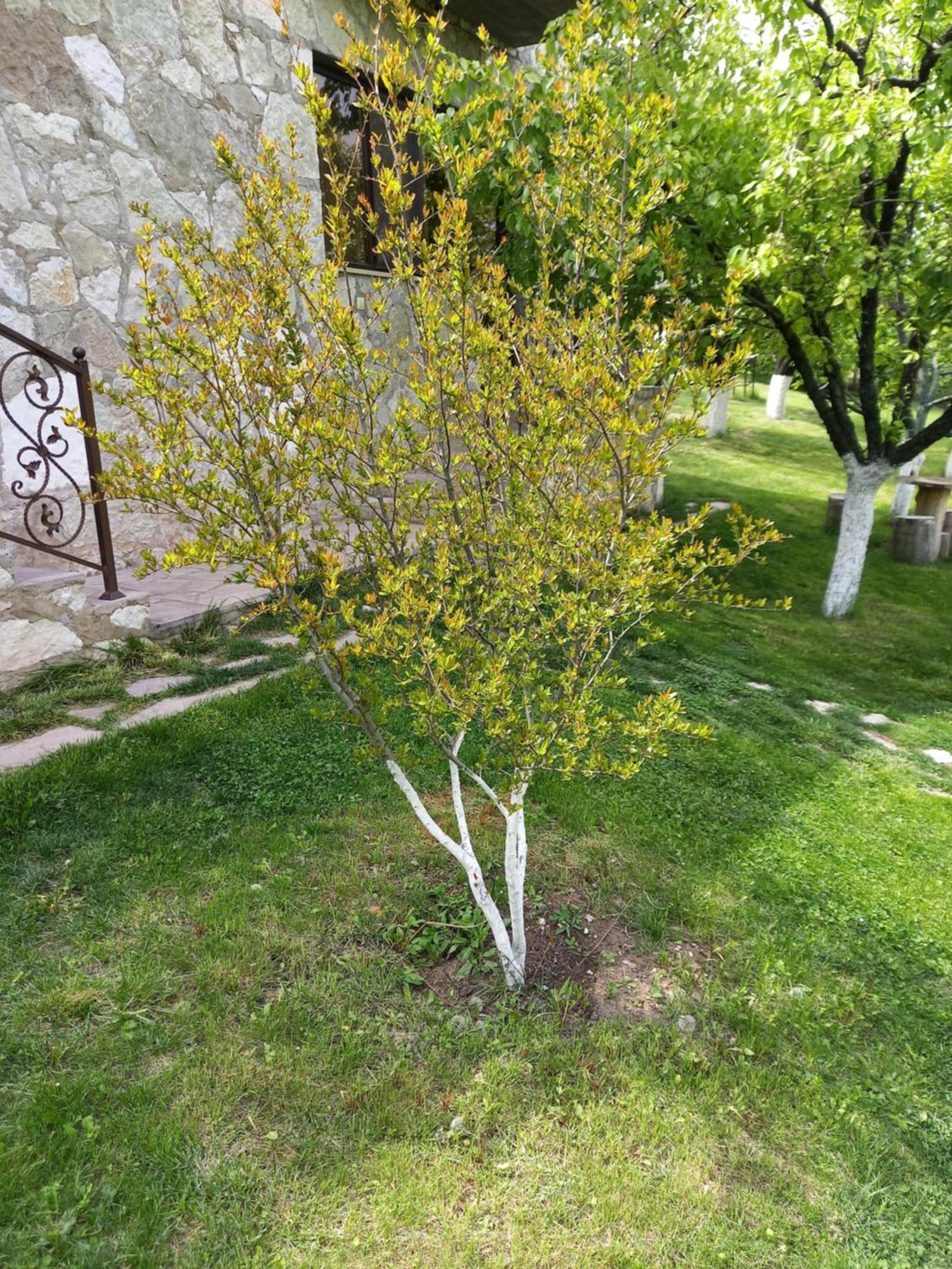 Guest House Ijevan'S Garden Exteriör bild